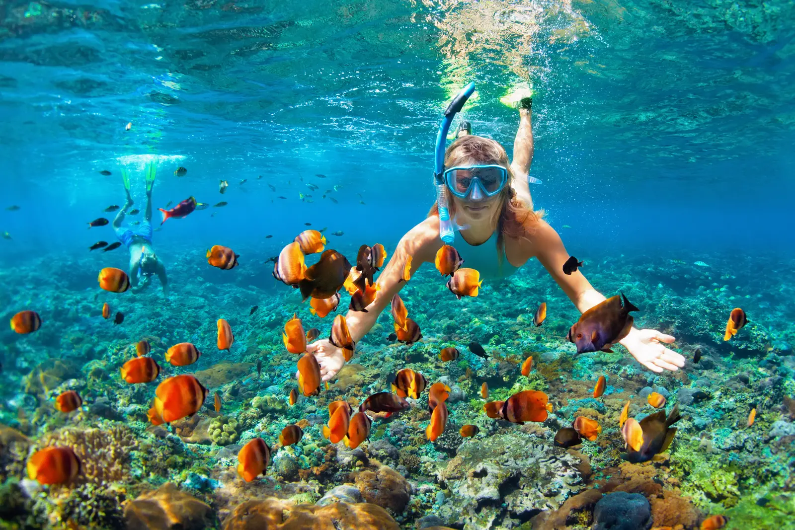 Snorkeling with tropical fish. Two people in masks and snorkels float over a coral reef among yellow, blue, and striped fish.