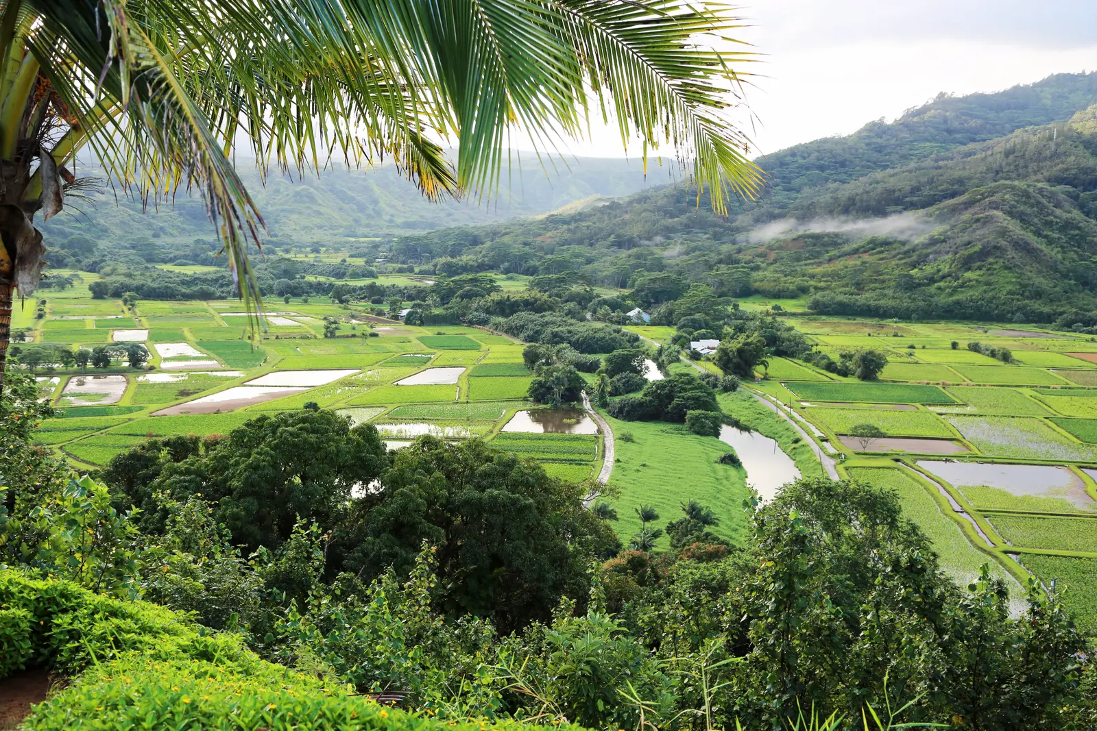 Taro fields in the Hanalei Valley. Flooded green fields with young plants, palm trees, and steep mountains behind them.
